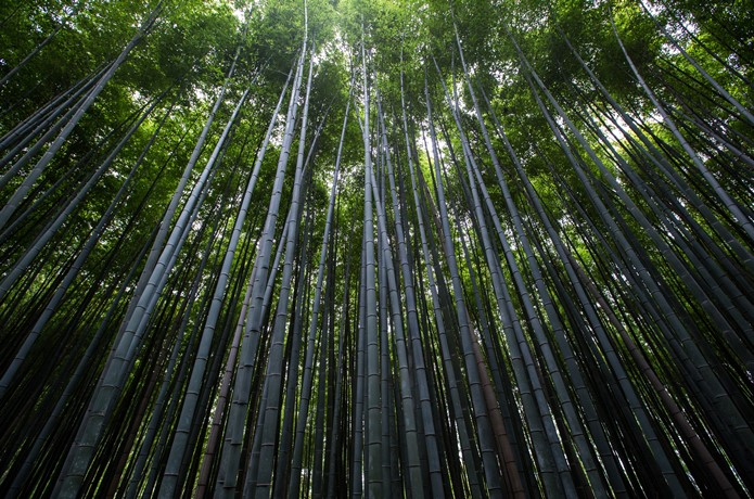 Growth, Degrowth and Greening